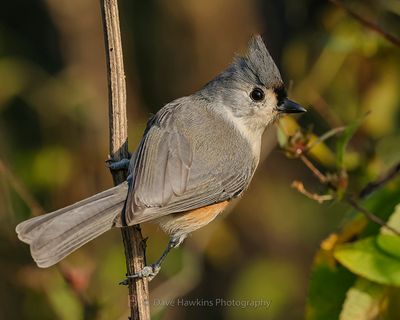 TUFTED TITMOUSE