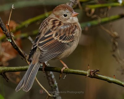 FIELD SPARROW