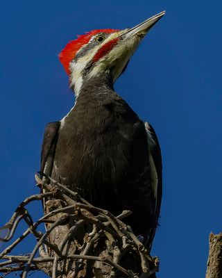 PILEATED WOODPECKER ♂