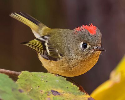 RUBY-CROWNED KINGLET