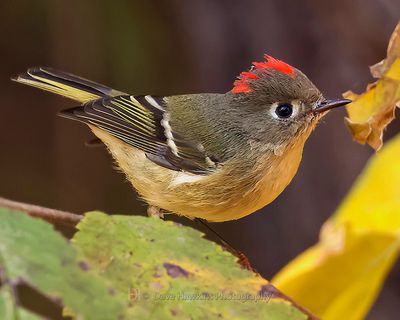 RUBY-CROWNED KINGLET