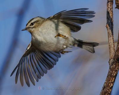 GOLDEN-CROWNED KINGLET