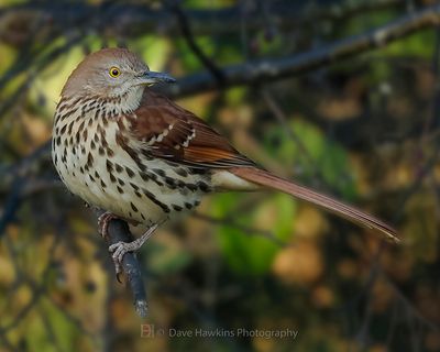 BROWN THRASHER