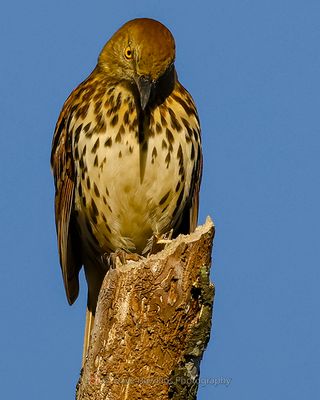 BROWN THRASHER