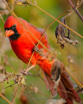 NORTHERN CARDINAL ♂