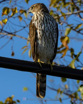 COOPER'S HAWK