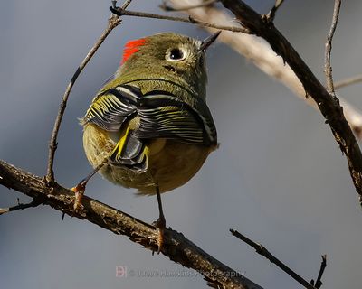 RUBY-CROWNED KINGLET