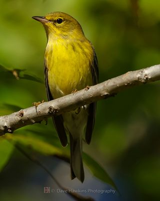 PINE WARBLER