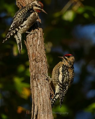 YELLOW-BELLIED SAPSUCKER 