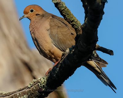 MOURNING DOVE