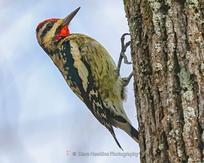 YELLOW-BELLIED SAPSUCKER 