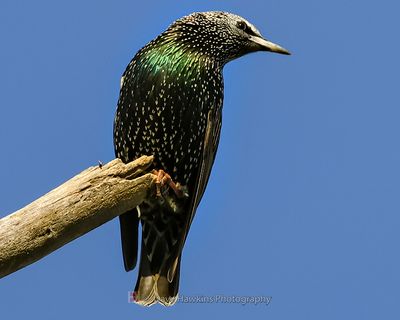 EUROPEAN STARLING