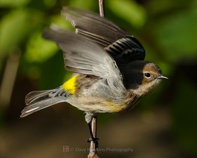 YELLOW-RUMPED WARBLER