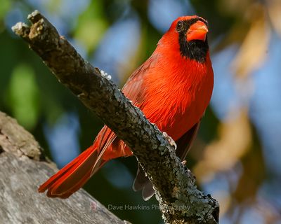 NORTHERN CARDINAL ♂