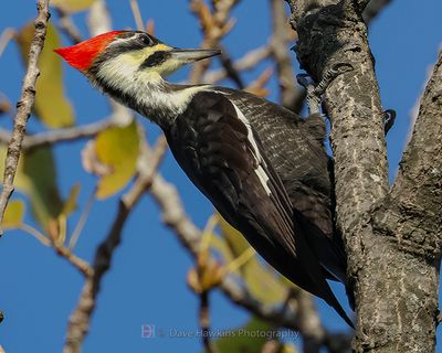 PILEATED WOODPECKER ♀