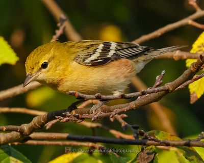 BAY-BREASTED WARBLER