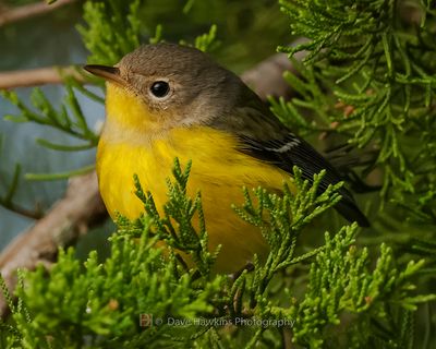 MAGNOLIA WARBLER