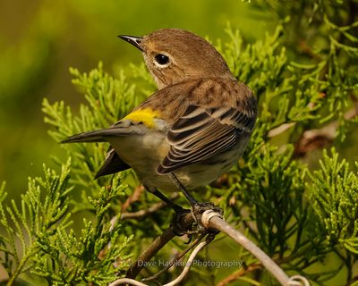 YELLOW-RUMPED WARBLER