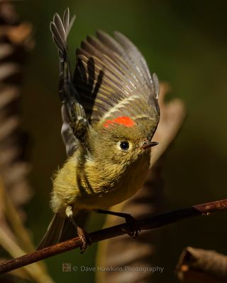 RUBY-CROWNED KINGLET