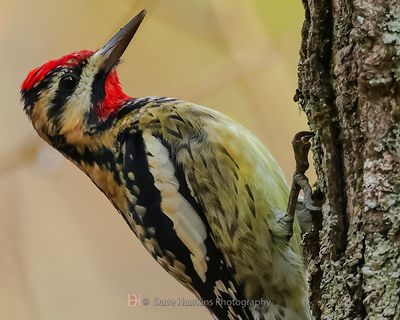 YELLOW-BELLIED SAPSUCKER ♂