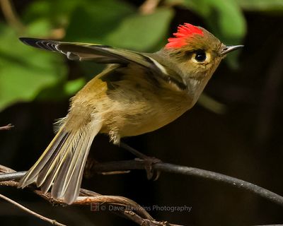 RUBY-CROWNED KINGLET