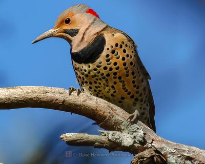 NORTHERN FLICKER (Yellow Shafted)