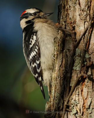 DOWNY WOODPECKER