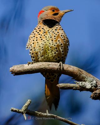 NORTHERN FLICKER (Yellow Shafted)