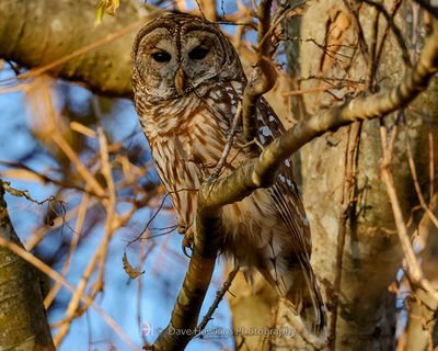 BARRED OWL