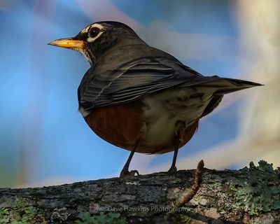 AMERICAN ROBIN