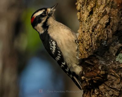 DOWNY WOODPECKER