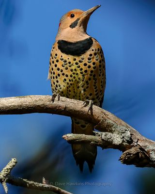 NORTHERN FLICKER (Yellow Shafted)