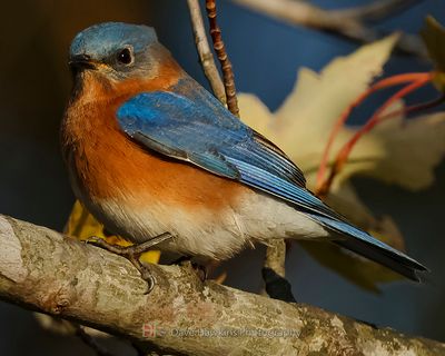EASTERN BLUEBIRD