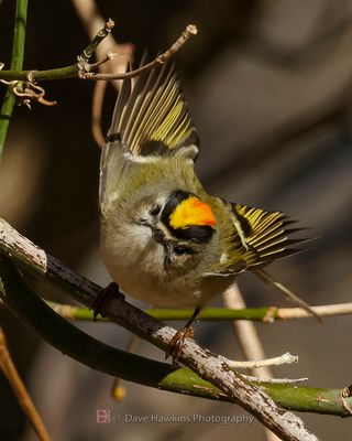 GOLDEN-CROWNED KINGLET
