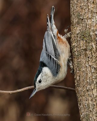 WHITE-BREASTED NUTHATCH