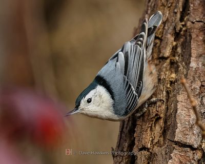 WHITE-BREASTED NUTHATCH