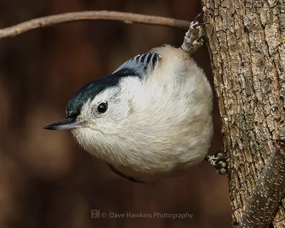 WHITE-BREASTED NUTHATCH