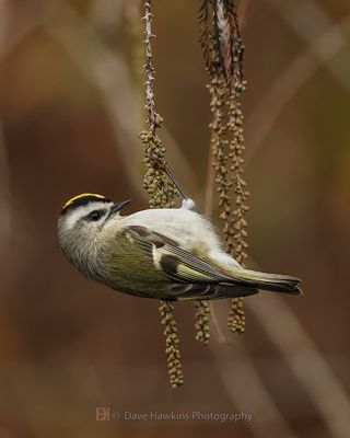 GOLDEN-CROWNED KINGLET