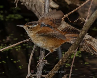 MARSH WREN