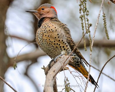 NORTHERN FLICKER (Yellow Shafted)