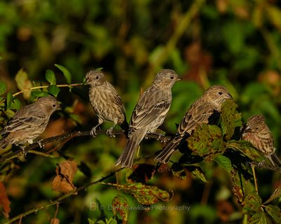 HOUSE FINCH