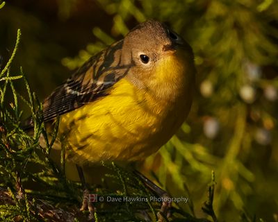 MAGNOLIA WARBLER