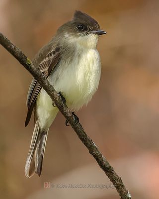 EASTERN PHOEBE