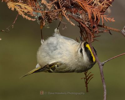 GOLDEN-CROWNED KINGLET