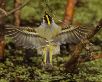 GOLDEN-CROWNED KINGLET