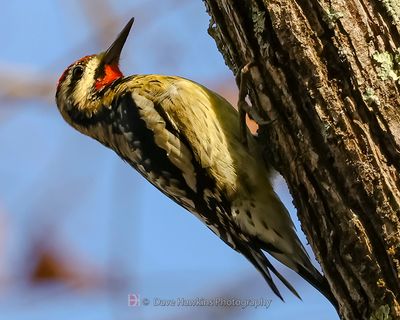 YELLOW-BELLIED SAPSUCKER ♂