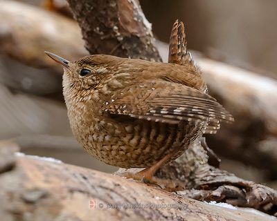 WINTER WREN