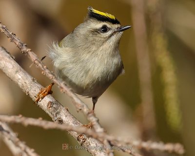 GOLDEN-CROWNED KINGLET
