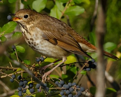 HERMIT THRUSH