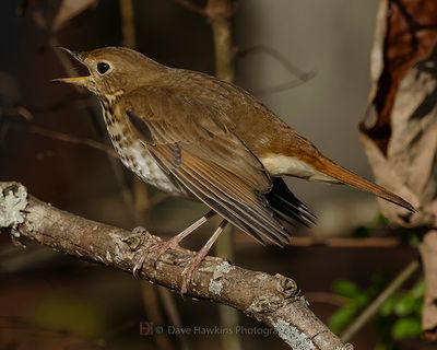 HERMIT THRUSH